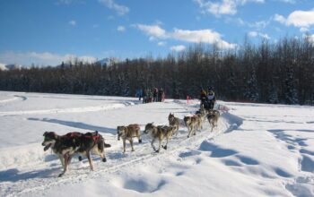 Sleddog